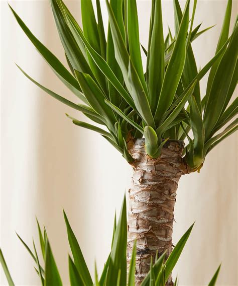 gucci plant|yucca plant indoor care.